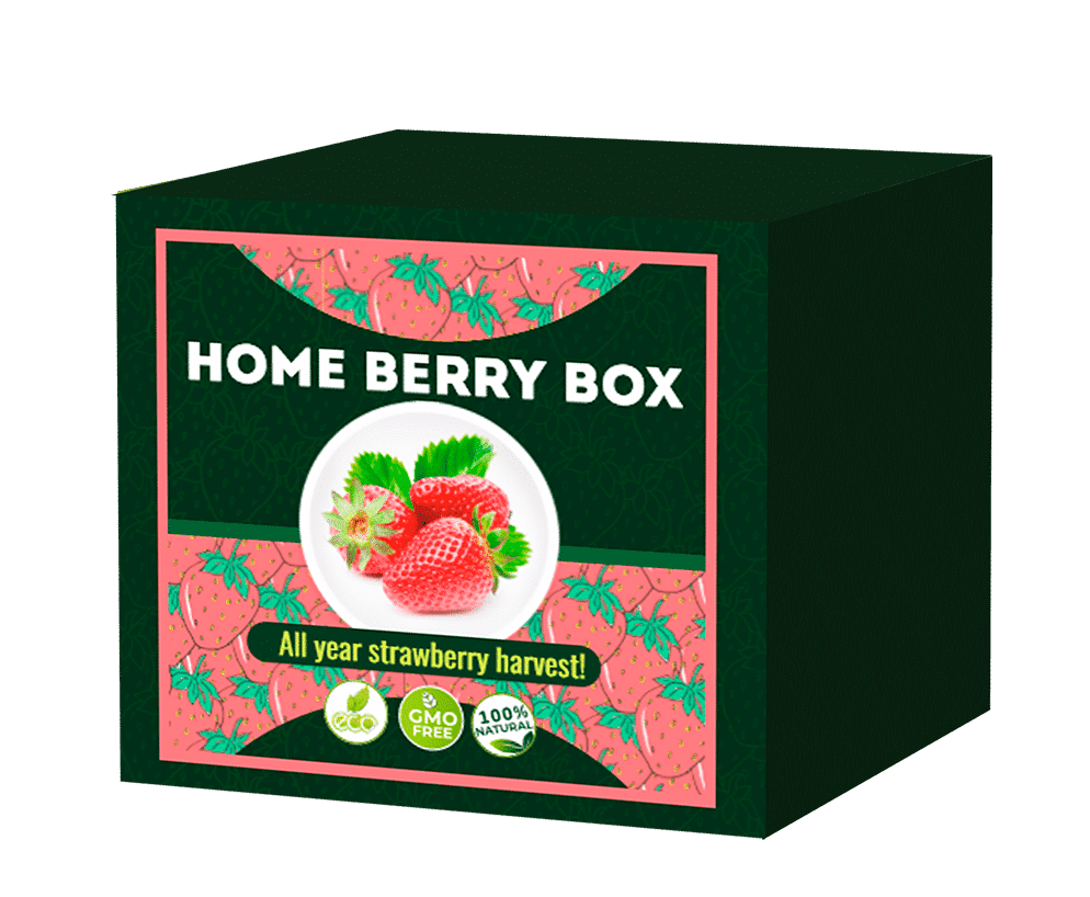 Boxing berry. Подарочный набор вырасти ягоды Box.